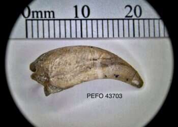 Researchers discover fossils of new species in eastern Arizona forest