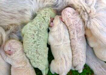 Unfur-gettable: Puppy with green fur born in Sardinia