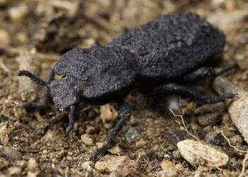 Can't crush this: Beetle armor gives clues to tougher planes