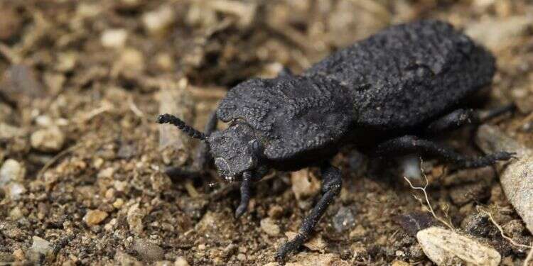 Can't crush this: Beetle armor gives clues to tougher planes