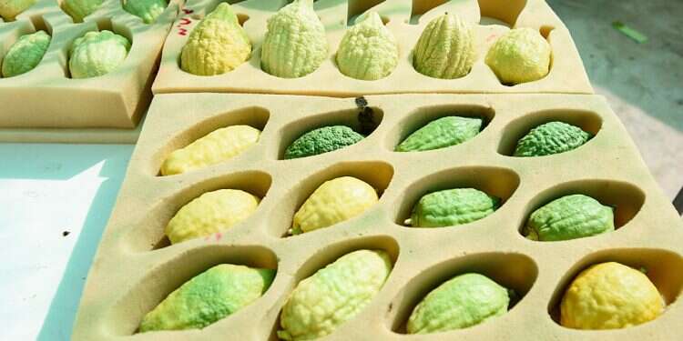 Alongside frond of date palm, myrtle bough and willow branch, the citron makes up the four species bound together in the sukkah Earning praise, White House works with Italy to ensure supply of Sukkot citrons