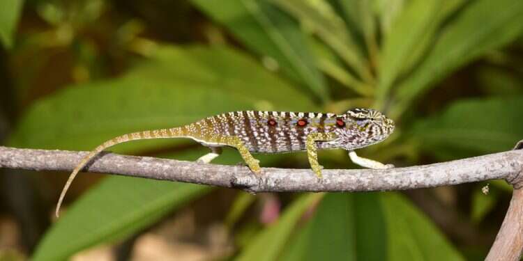 A female Voeltzkow-Chameleon in Madagascar Scientists find Madagascar chameleon last seen 100 years ago