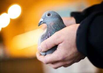 Belgian racing pigeon fetches record price of $1.9M