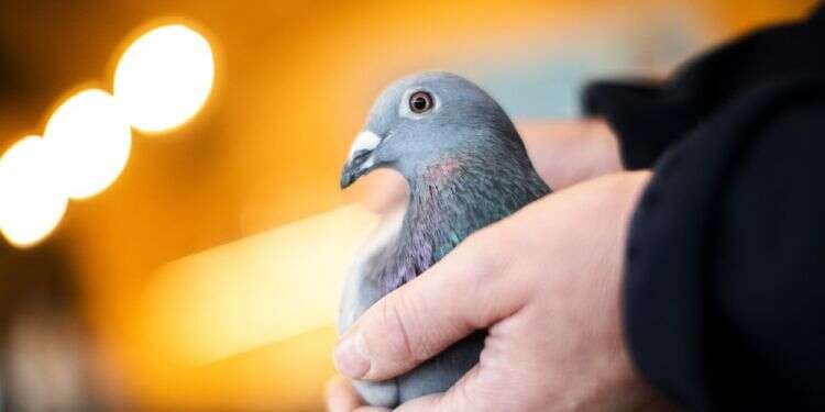 Belgian racing pigeon fetches record price of $1.9M