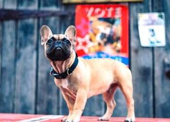 French Bulldog wins mayoral race in Kentucky town