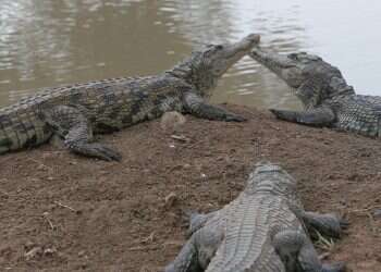 Boy, 5, airlifted to hospital after crocodile bite in southern Israel