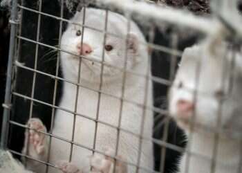 Sweden finds coronavirus in mink industry workers