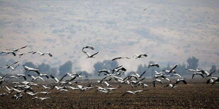 Flight delay: Crane migration arrives in Israel late