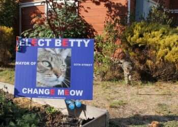 Totally pawsome: In this California neighborhood, dogs, cats vie for mayor