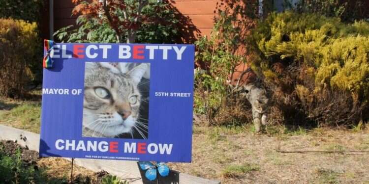 Totally pawsome: In this California neighborhood, dogs, cats vie for mayor