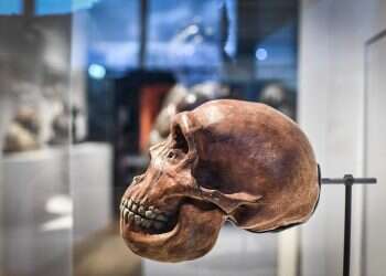 Neanderthal gene protects against COVID-19, study finds