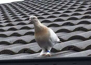 Racing pigeon 'Joe' facing death in Australia could get reprieve