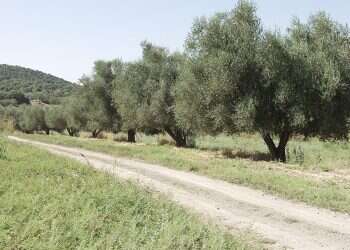 Israelis crown olive tree as country's national tree 