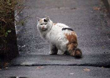 Cat causes major fire in Iranian power plant