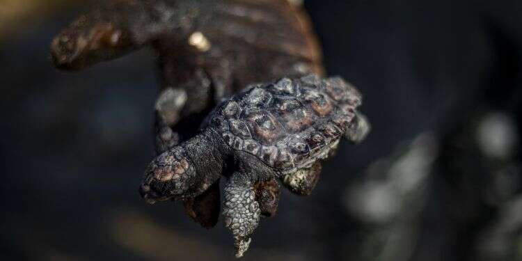 Oil spill stains Israel's shoreline in country's worst natural disaster in decades