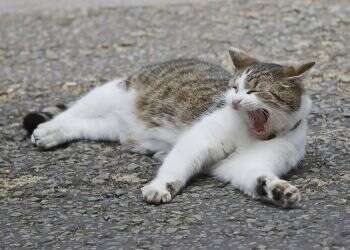 UK's chief mouser celebrates 10 years on the prowl