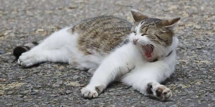 Larry, the official 10 Downing Street cat, yawns outside his stately home UK's chief mouser celebrates 10 years on the prowl