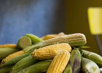 Israeli development leads US 'corn warrior' to record yields