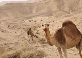 2 men injured after being thrown off camel in central Israeli city