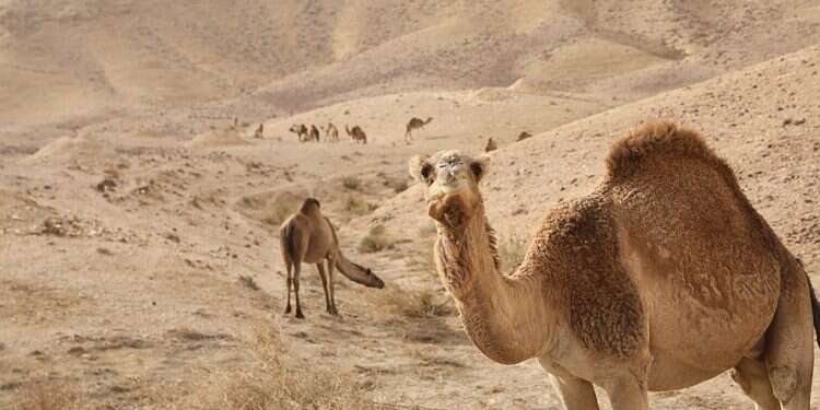 2 men injured after being thrown off camel in central Israeli city