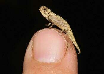 New chameleon species may be world's tiniest reptile