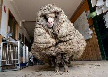 Rescued Australian sheep freed from wool weighing 78 pounds