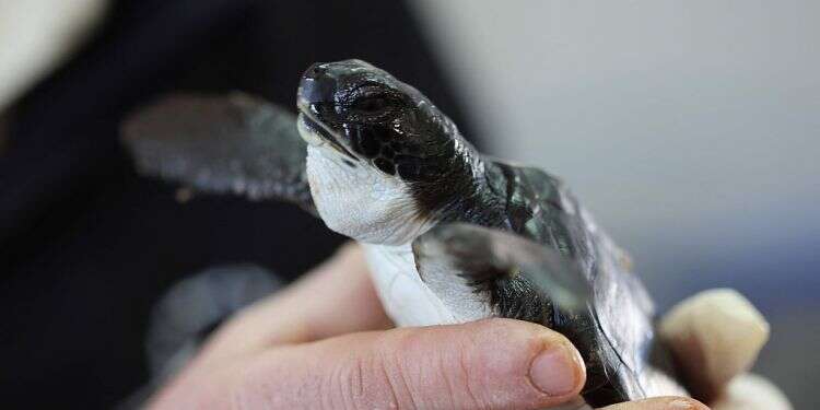 Mayo may be the secret solution for saving turtles in Israel's oil spill