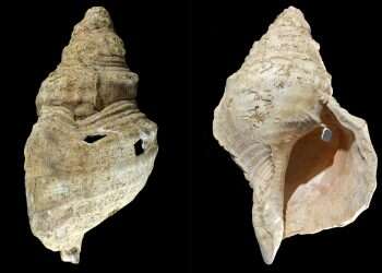 18,000-year-old seashell horn still plays musical notes