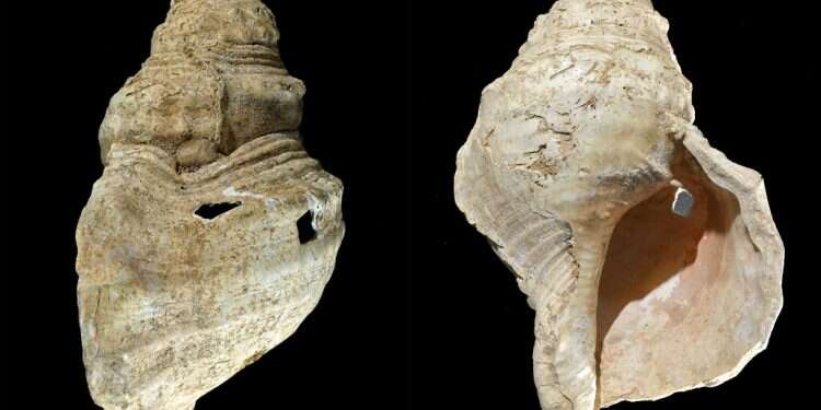 Two sides of a 12-inch (31 cm) conch shell discovered in a French cave with prehistoric wall paintings in 1931 18,000-year-old seashell horn still plays musical notes