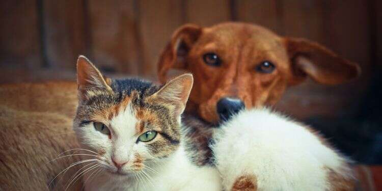 'Harmful and dangerous animals'? Pet owners in Iran will have none of that Fluffy and Fido can benefit from warm peace, too