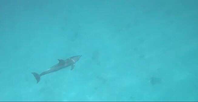 Will the new male Indo-Pacific bottlenose dolphin become a permanent resident of Eilat? Rangers hope new dolphin spotted in Eilat Bay will find love