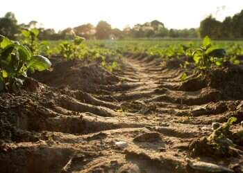 Israeli agro-tech startup CropX announces new soil sensing capabilities