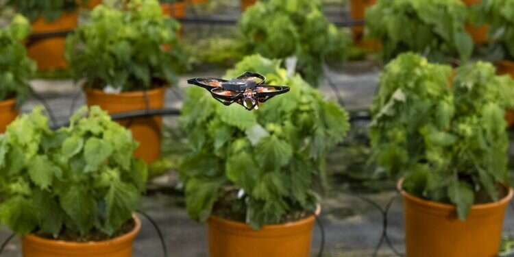 A moth-killing drone hovers over crops in a green house in Monster, Netherlands, Feb. 25, 2021 Dutch deploy drones against destructive months