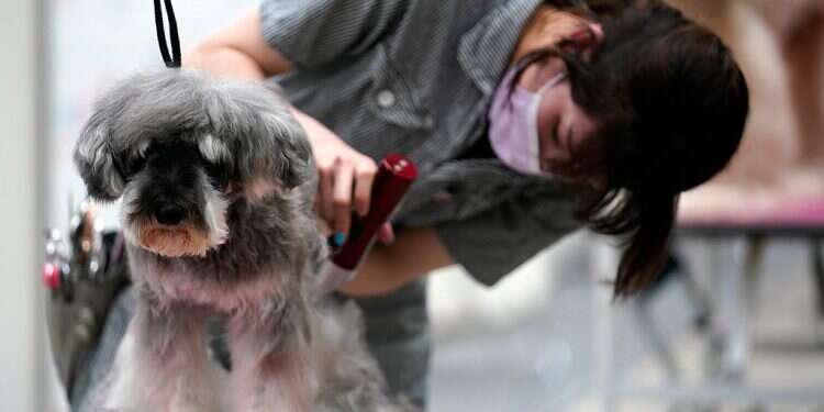 Hair stylist from Acre turns dog groomer due to COVID