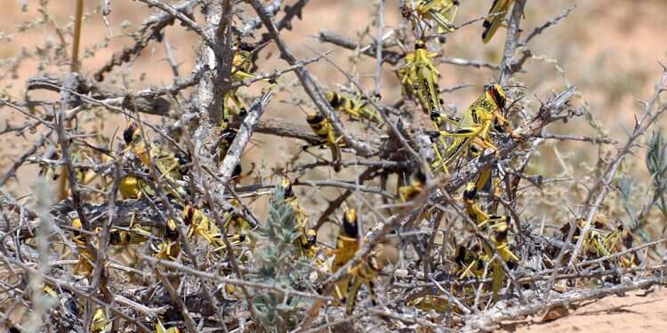 Spring brings swarm of locusts to southern Israel