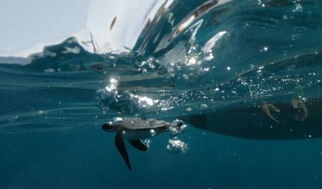 An endangered sea turtle swims as it is lowered off a boat into the Mediterranean by Israel Nature and Parks Authority rangers, April 7, 2021 Tar-covered sea turtles, nursed back to health by Israel, swim freely again