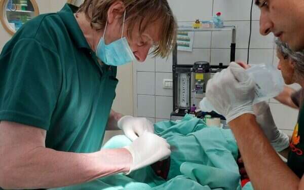 Monkey at Ramat Gan Safari sustains shrapnel hit