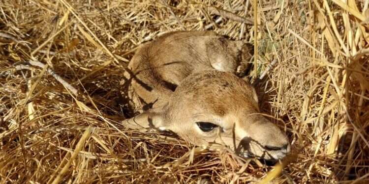 Mazal Tov! Jerusalem's Gazelle Valley welcomes new fawn to the world