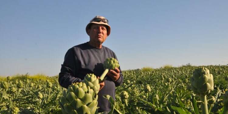 'I don't know a single Israeli who wants to work in agriculture'