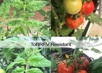 Israel's TomaTech figures out markers for virus-resistant tomatoes