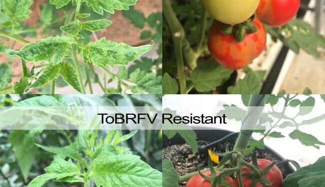 Israel's TomaTech figures out markers for virus-resistant tomatoes