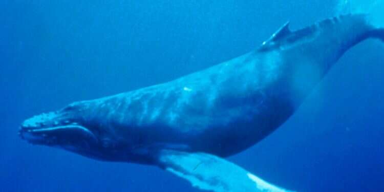 A Humpbacks whale