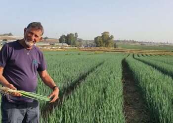 Everyone who tries my tomatoes wants more