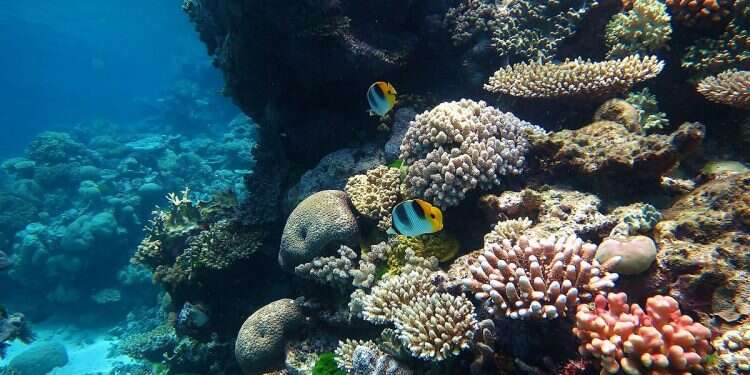 Australia fights UNESCO plan to downgrade Great Barrier Reef from World Heritage site