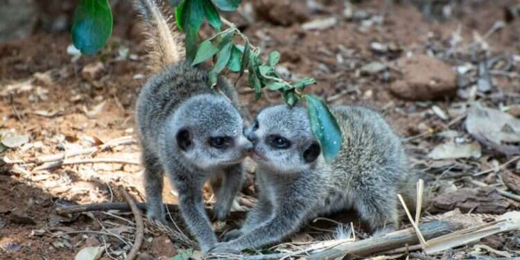 Momma meerkat welcomes quadruplets at Ramat Gan Safari