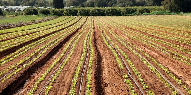 Israel, UAE ink first agricultural deals since Abraham Accords