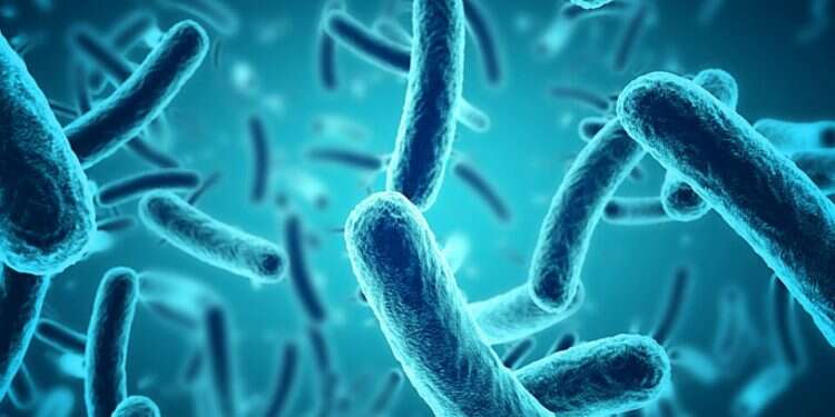 Microbes are most often found in a state of biofilm, and most infectious diseases are associated with biofilms Could Israeli research spell the demise of antibiotic-resistant bacteria?