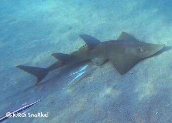 Rare whitespotted wedgefish spotted in Eilat