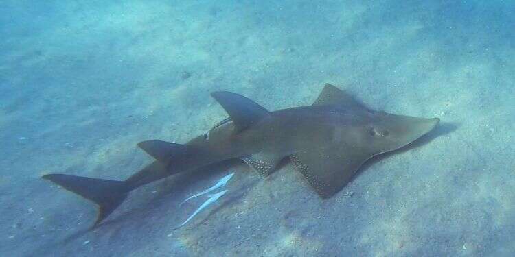 Whitespotted wedgefish roam the ocean from the East African coast and the Red Sea to Taiwan, the Philippines, and Australia Rare whitespotted wedgefish spotted in Eilat