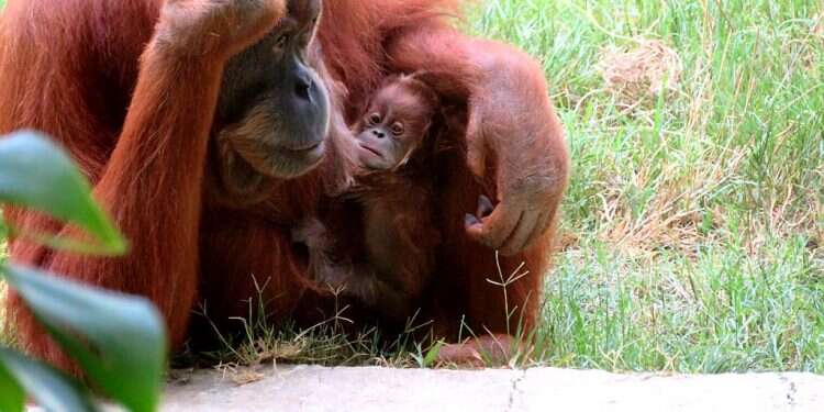 After 11 long years, Israelis elated by rare birth at zoo